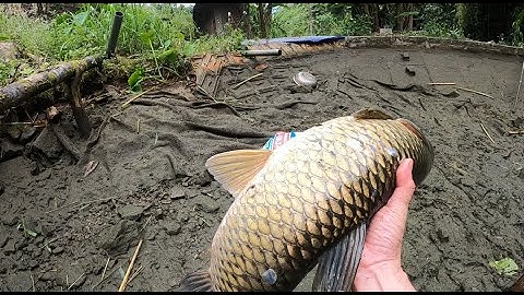 Bắt cá trắm cỏ. Cá trắm cỏ ăn gì/Catch grass carp. What do grass carp eat?/Khan Pieu Food