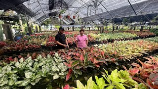 Parang Thailand sa Ganda ang Nursery ng RG Garden, isa sa Pioneer ng Ornamental Plants sa Pinas!