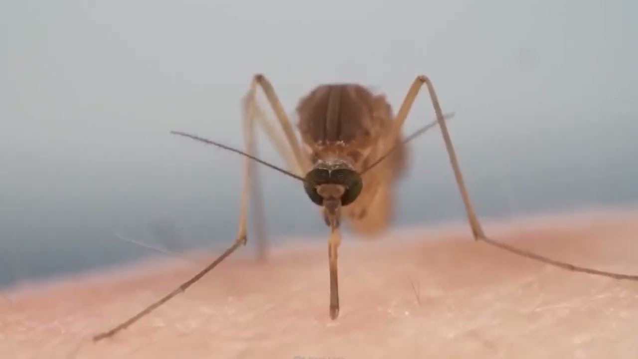 Brote de dengue en Argentina: hay poco stock de repelentes en la ciudad