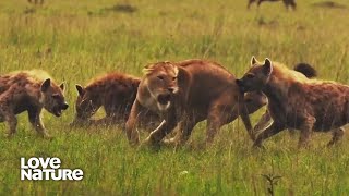 Lions & Hyenas: Battle of the Beasts