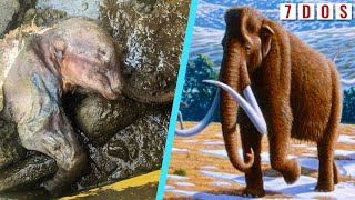 Woolly Mammoth Chromosomes Found Frozen in Ice (52,000 Years Old!) | 7 Days of Science