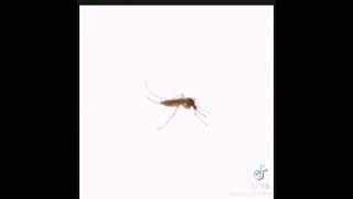 Download Lagu insect sound prank 😂😂#prank#tiktok#trending MP3