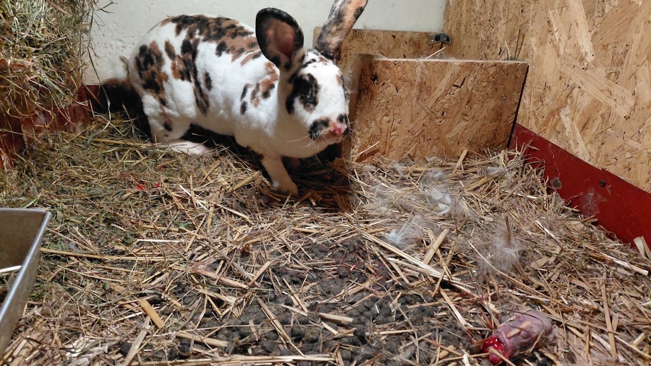 Wykoty 5 pierwiastek – 3 REX-y i 2 mieszańce. Mikołaj znowu przyniósł kolejnego królika…