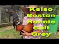 Kelso,Hennie,Boston,Gull,Grey ni Sheryl & Russell Wilson| sherryl lomboy