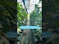 #fypシ゚viral #foryou #greenhouse #farming #cucumberfarming #cucumber #polytunnel #everyone #shorts