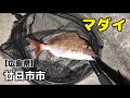 【広島釣り】広島西部のポイントでアジングしてたら真鯛が釣れた‼️