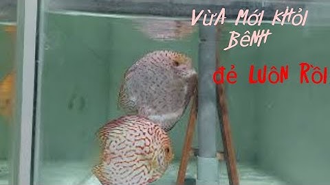 Quá trình đẻ trứng và thụ tinh của cá đĩa sinh sản