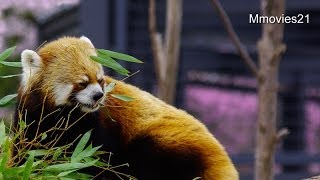 桜の札幌市円山動物園~Cherry blossoms in Sapporo Maruyama zoo