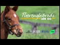 Thoroughbreds are go with caroline searcy