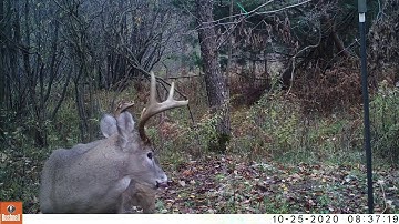 2020 Best Licking Branch Videos Using the PDP system - Licking Branch Magic