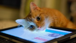 ANDROID + CATS . Технологии для животных