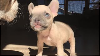 Tiny Frenchie wants to see a lawyer. Mom only made empty promises to him. Roo ep2 by Wagging Tails Rescue 5,351 views 1 month ago 10 minutes, 1 second