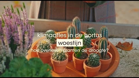 Klimaatles in de Hortus - Woestijn - Hoe overleven planten de droogte?