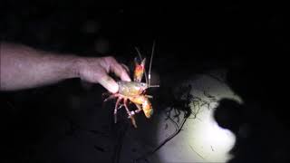 Waterfalls Crayfish and Fireflies