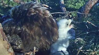 Kaljukotkas1::Golden Eagle~Eaglet shows up 😊 Big yawn & healthy ps! ZOOM video~6:23 am 2024/05/14