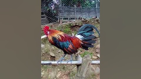 noobqaib qus zoo nkauj  dib tuaj zoo heev nyob lpb noob qaib txaij