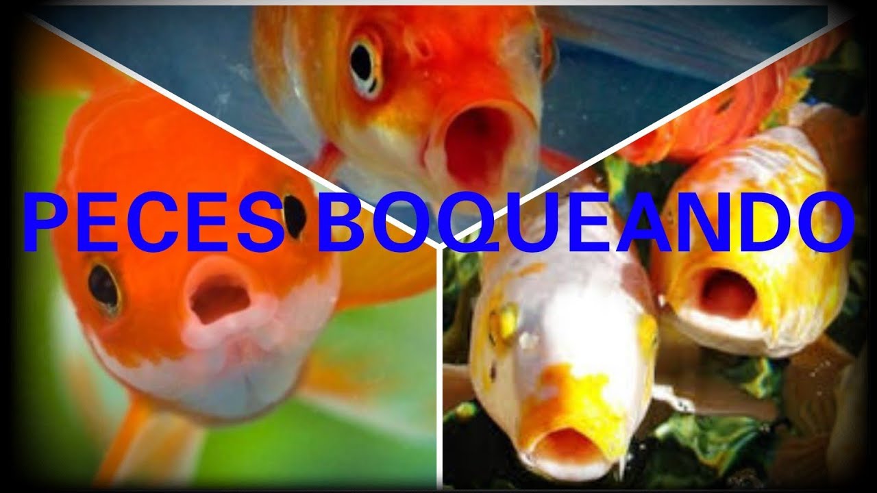 ¿PORQUE MI PEZ BOQUEA EN LA