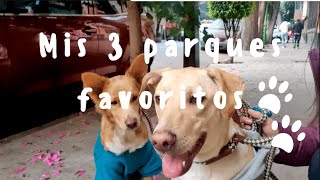 3 places to go with your dog in Mexico City / Walking with Mimi and Boni