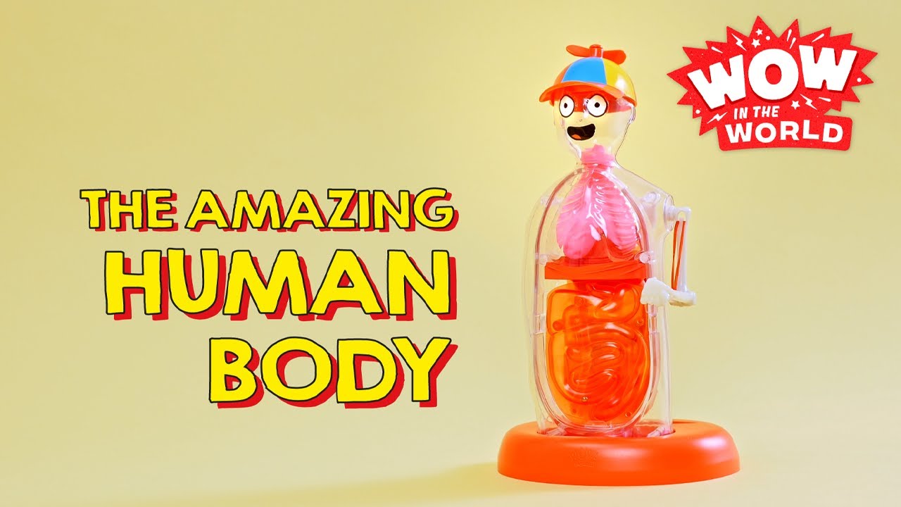 Wow in the World: The Amazing Human Body – Thames & Kosmos