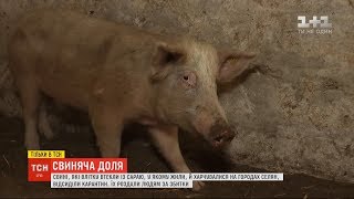 Яка доля чекає на стадо свиней, що влітку втекло з сараю і нищило городи селян Кізлівки