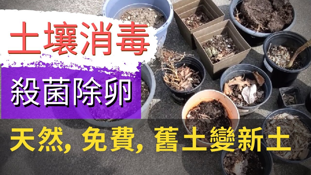 How To Quickly Disinfect The Soil Old Soil Becomes New Soil 如何快速幫土壤消毒 舊土變新土 Youtube