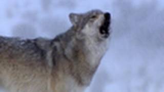 Yellowstone o primeiro parque nacional do mundo National Geographic