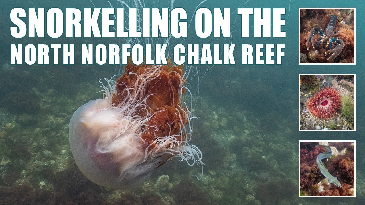 Snorkel the North Norfolk Chalk Reef at Sheringham Lion's mane