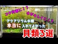 アクアリウム水槽に入れてよかった貝類3選