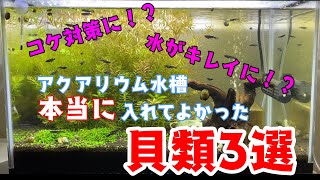 アクアリウム水槽に入れてよかった貝類3選