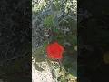 beautiful roses of beautiful Grado