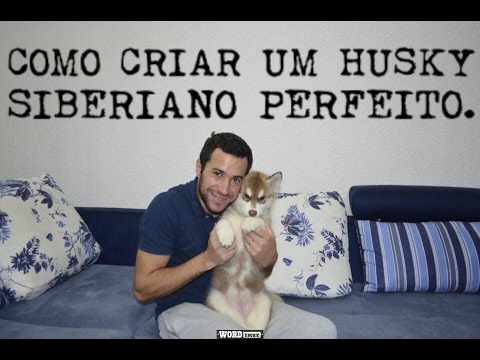 Vídeo: Como Criar Um Husky De Caça