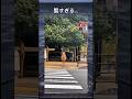 信号が点滅し出したので、渡らずに待つ事にした賢い鹿さん