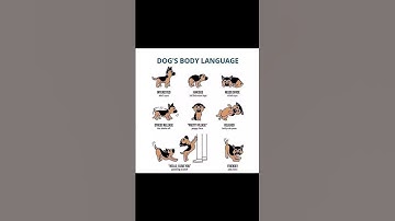 [🐾 Unlocking Dog Body Language Mysteries! 🤔 Crack the Code] #CanineCues  #dog #doglover