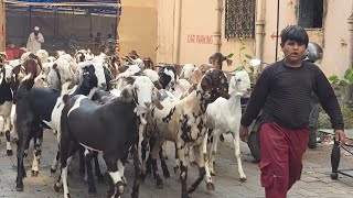 Ashrafi Mandi Of Kurla Mumbai | Biggest Collection Of Mumbai | Best Rates On KG Mumbai Kurla. 
