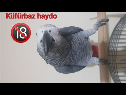 KÜFÜRBAZ JAKO PAPAĞANI VE MUHABBET KUŞLARI +18 kufur içerir..(African Grey Parrot)