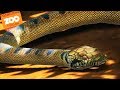 SNAKES & LIZARDS | Zoo Tycoon : Ultimate Animal Collection #2