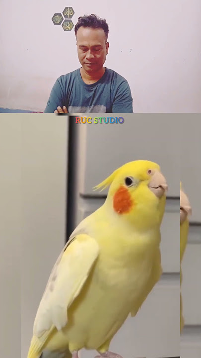 A parrot recitation quran#quran tilawat#muslim#islam#trending shorts