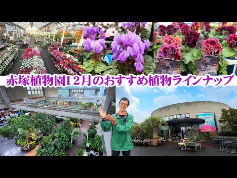 赤塚植物園】12月入荷情報を見逃さないで！三重県下最大級の総合園芸