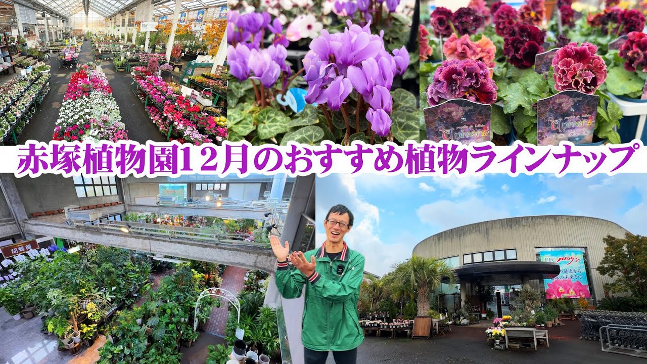 【赤塚植物園】12月入荷情報を見逃さないで！三重県下最大級の総合園芸売店『アカツカFFCパビリオン』花売り場から室内の鉢花まで今のトレンドを追う