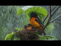 American Songbird Sounds – Baltimore Oriole Singing in USA | Peaceful Nature Audio for Study &amp; Sleep