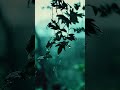 Rainy Leaves 4K Dolby Vision – Calm Nature &amp; Relaxing Rain Ambience