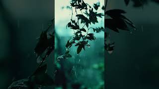 Rainy Leaves 4K Dolby Vision – Calm Nature &amp; Relaxing Rain Ambience