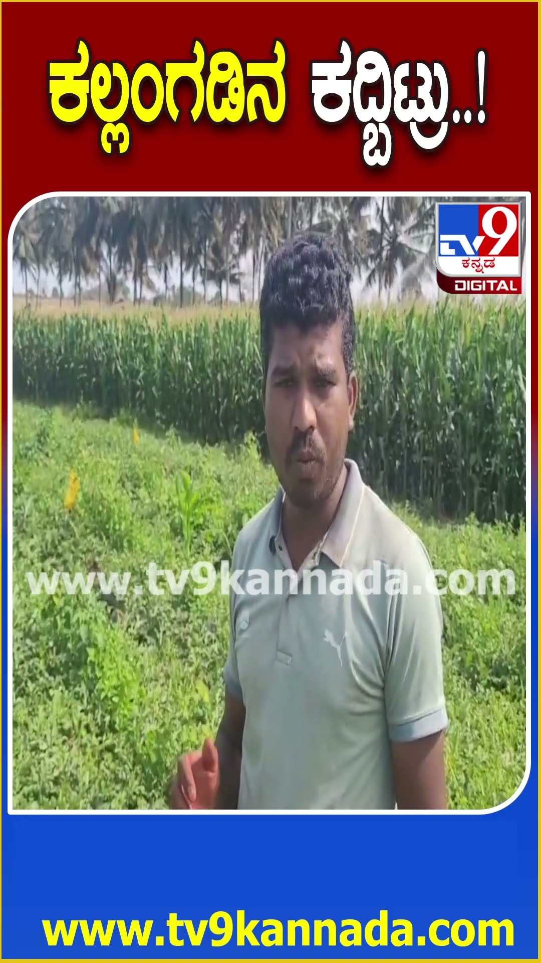 ಕಲ್ಲಂಗಡಿನ ಕದ್ಬಿಟ್ರು..! #WaterMelon #Tv9D