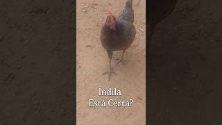 Indila Está Certa? #aves #series #shorts #Aspenasdodestino #galinha #viral #viralvideo #galinhas
