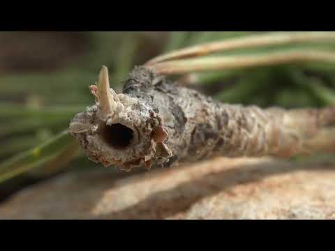 Video: Insectos perforadores de árboles - Cómo identificar a los perforadores de árboles