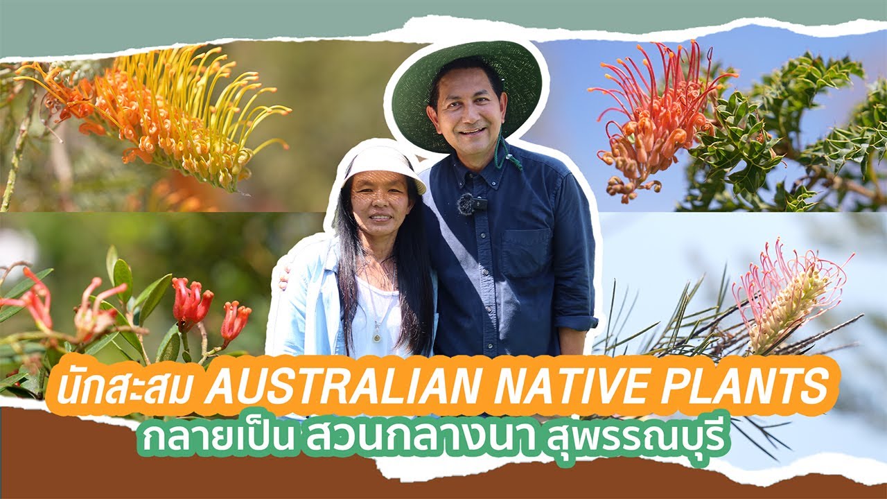 สนกลางนา สุพรรณบุรี แหล่งสะสมและเพาะพันธุ์ Grevillea และไม้พื้นเมืองของออสเตรเลีย