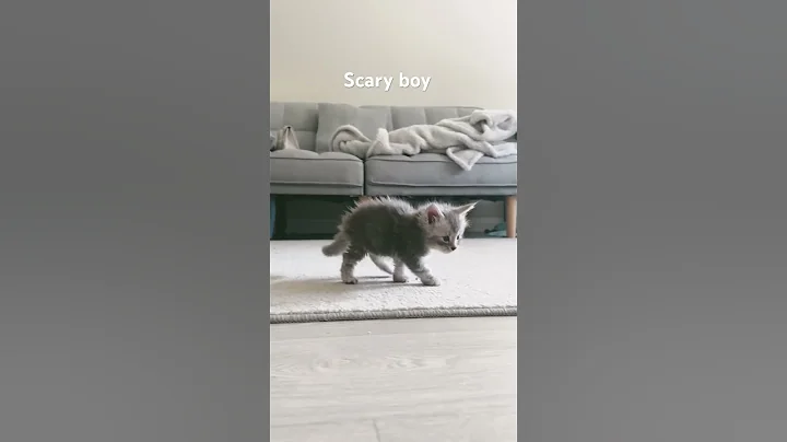 Video 3402741: mainecooncat mainecoons cat, mains coon cat mainecoon, mainecooncats catlover kitty cute, male maine coon cat