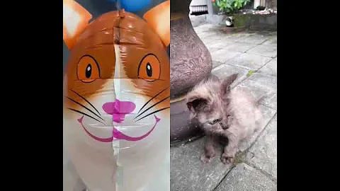 Video 11869631: cat kitten funnycats, cat kitten funny