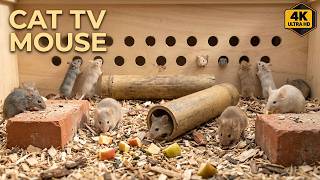 Real Mouse Maze 🐭 Fast Tunnel Runs & Deep Burrow Digging | 4 HOURS 4K