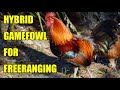 The Best Homestead Free Range Chickens? Hybrid Game/Jungle Fowl